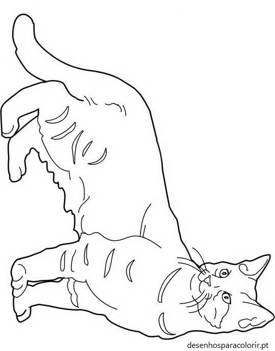 Desenhos de gatos 91